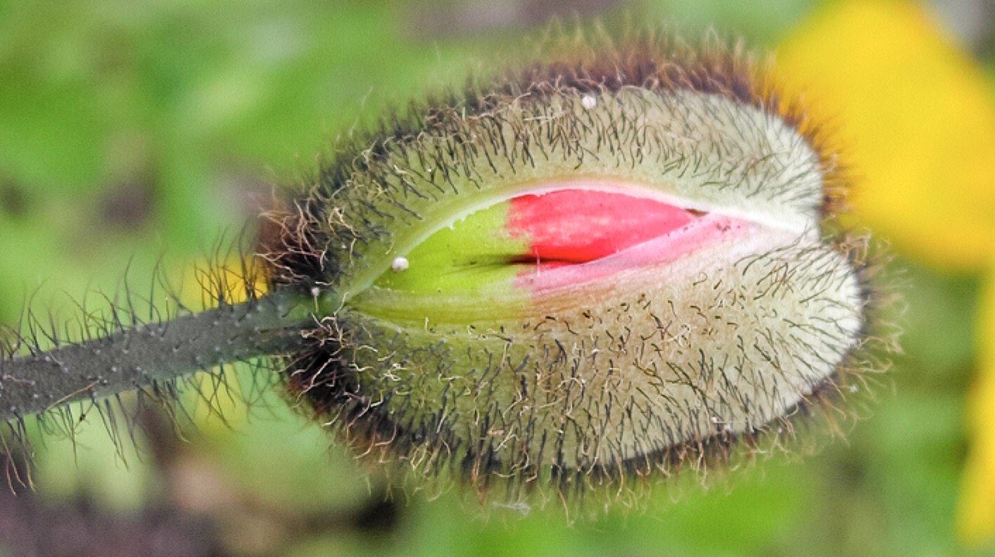 Nothing simpler than one